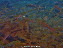 Fish Wall by Alison Ranheim 